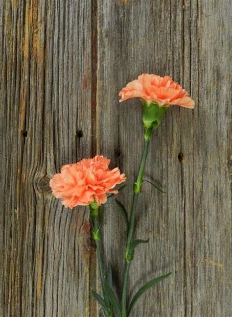 wholesale hermes orange carnations